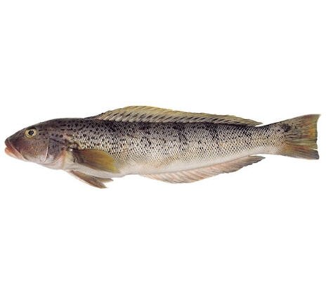 Salmón de Mar (Pseudopercis semifasciata), pescado premium de aguas profundas